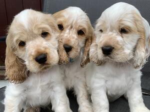 Orange roan pupsters