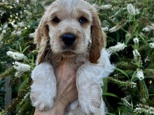 Stunning boy