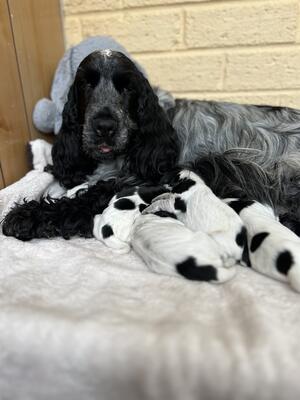 Winnie & her first litter