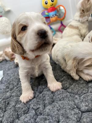 3 weeks old