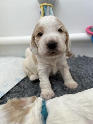 3 weeks old