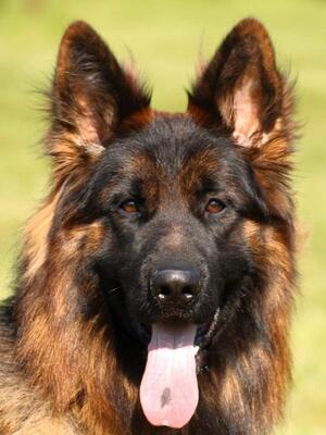 German import long coat offered for stud
