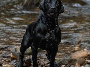 Bobby after a swim in the river