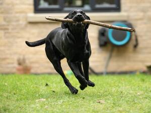 Bobby loves to retrieve