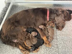 Tilly and Pups Day 1
