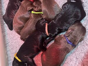 Pups Day 1