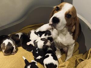Mum and pups