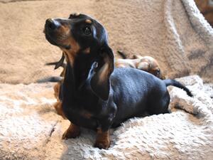 Mother of pups