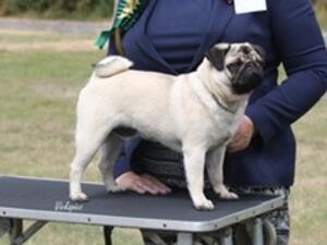 Bubbapug Fat Rascal