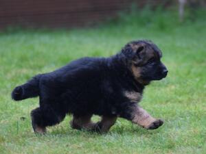 Poetry in motion (6 weeks)