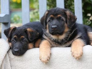 Typical Marlish Puppies