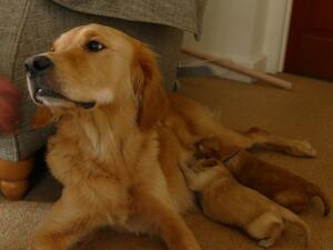 Mum with a couple of the puppies