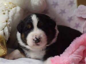 Black Tricolor Female 2