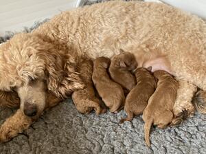 Tilly and her litter
