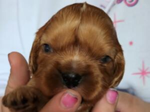Duke 2 weeks face on