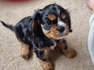 Black and Tan Male Puppy