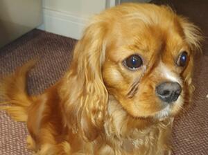 Bailey The Mum