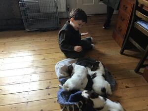 Pups making friends