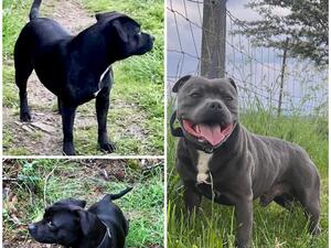 Dam Left / Sire Right