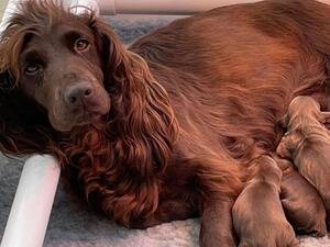 Mum and puppies