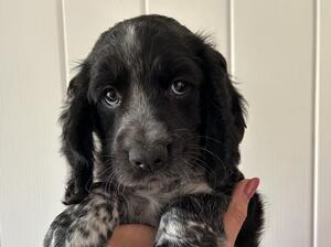 Available puppy