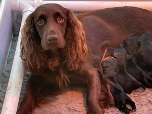 Mum Fudge with puppies
