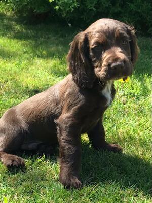 Available boy puppy