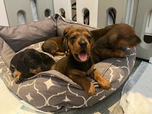 One beautiful red boy available