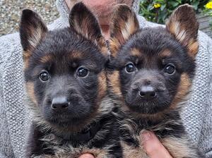 2 females - available