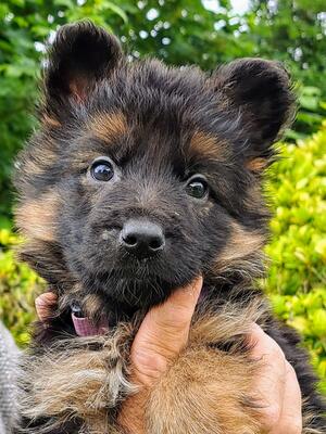 One L/C Male - available