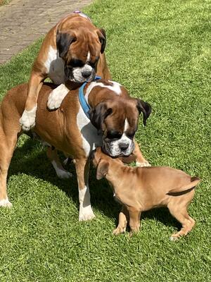 Grandma, mum & puppy