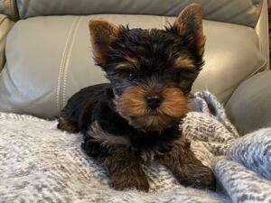 A Gladtidings puppy