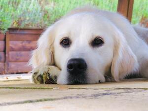 Mum - Luna