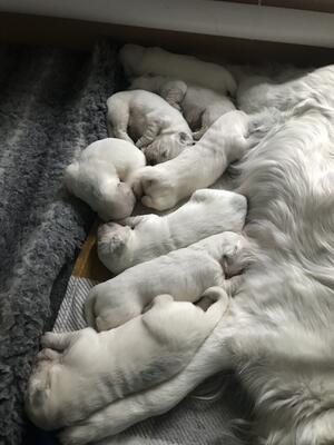 Luna with pups at 9 days old
