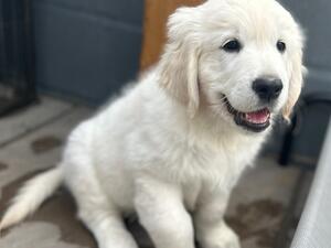 Smiley Tank