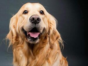 Gorgeous Remy