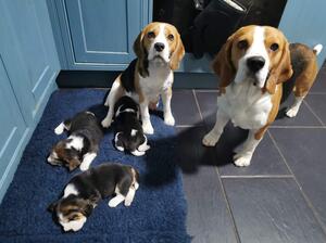 Happy Family