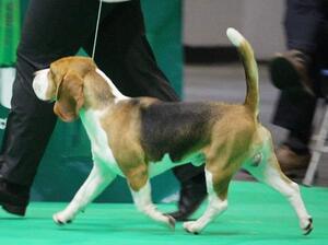 Crufts 2022