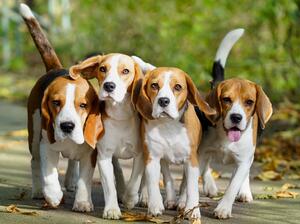 Rosabel Beagles Beagle With Kids Sale Reputable Beagle Breeders