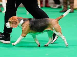 Crufts 2023