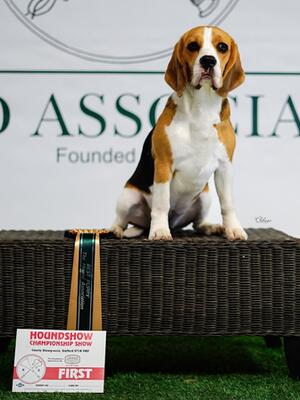 The Houndshow 2023 - BPIB