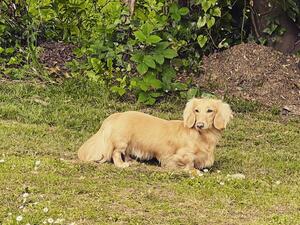 Sire of litter