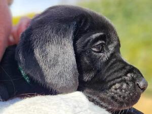 Black Boy - Available
