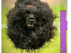 Competing in agility