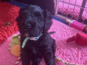 Miss Green looking for forever home