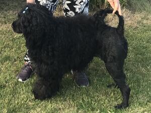 Bonnie in full coat