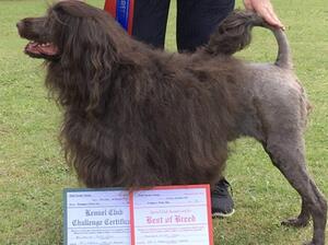 Auldhelm Bizzy Lizzy