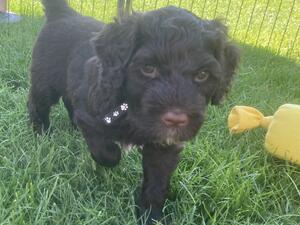 Mr Black forever home wanted