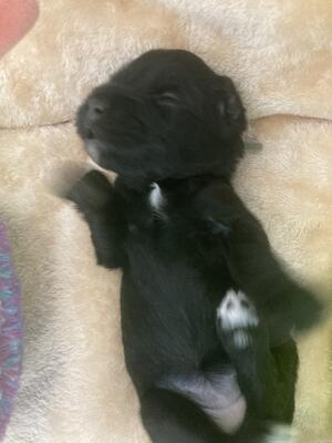 Auldhelm dogs at the beach