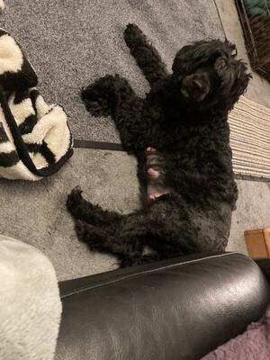 Bonnie